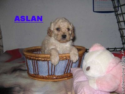 Aslan à l'élevage